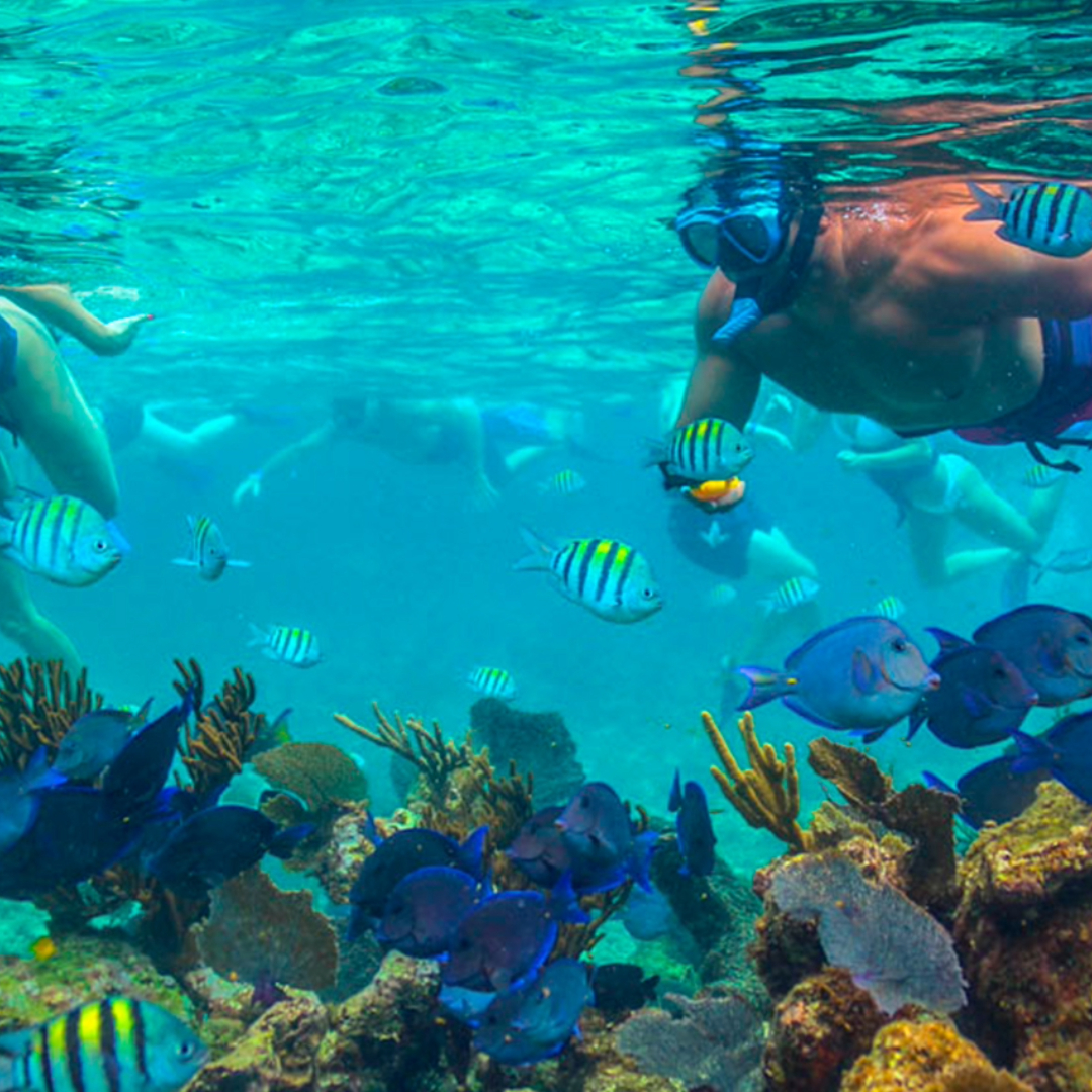 Buceo y Snorkel en el Arrecife Mesoamericano