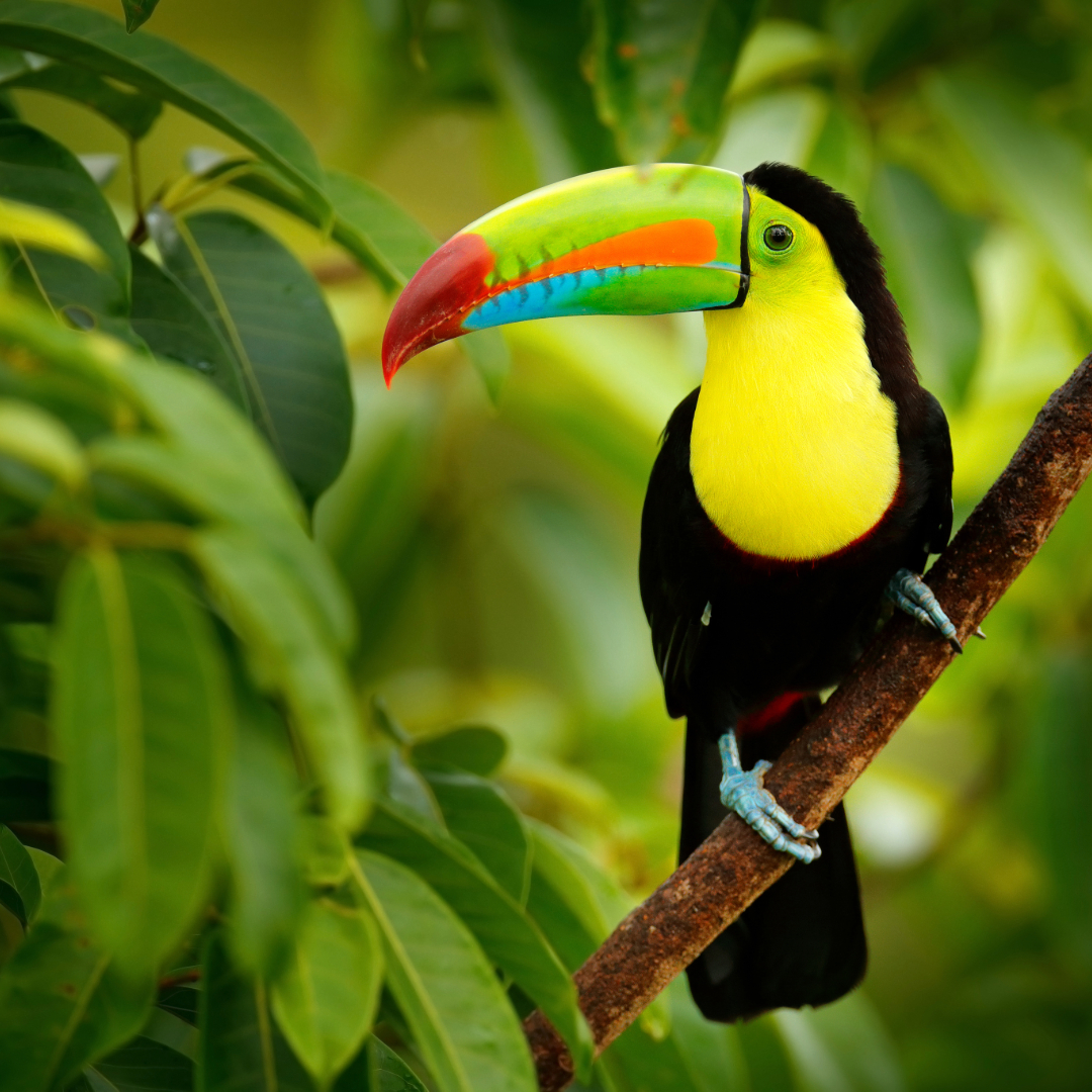 Diversidad Geografica y Natural de Colombia