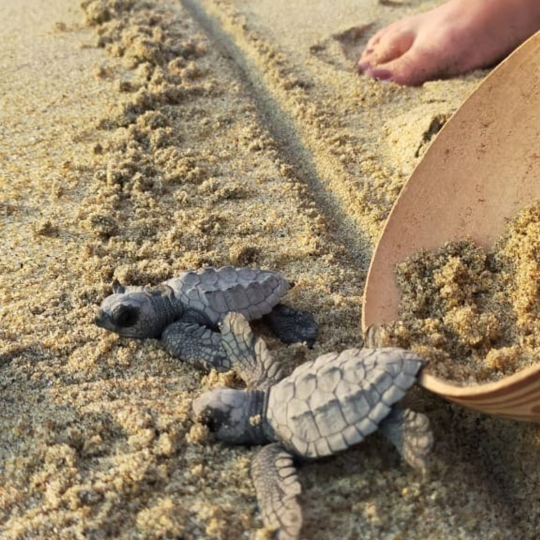 Tour de Liberacion de Tortugas en Huatulco